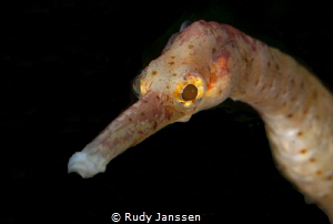 Seaneedle --  Syngnathus by Rudy Janssen 